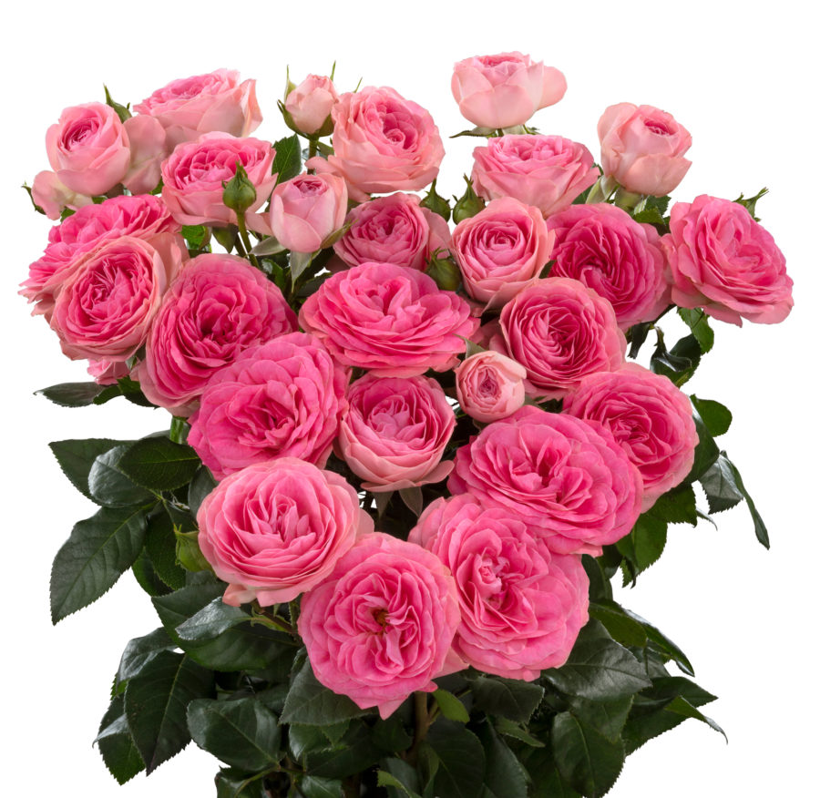 ROSE BR. MURIEL LACE 70